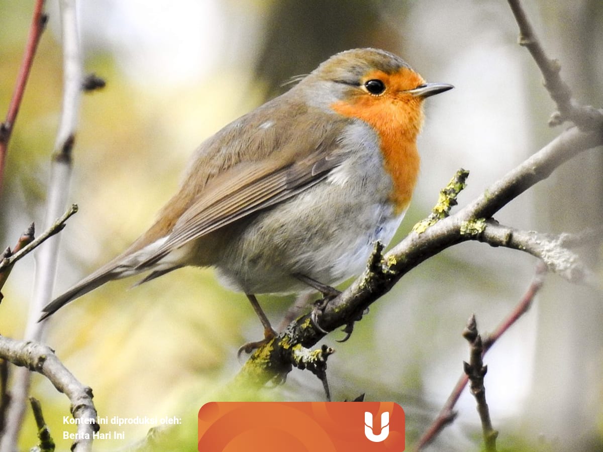 Hewan Aves Pengertian Ciri Ciri Dan Bagian Tubuhnya Kumparan Com