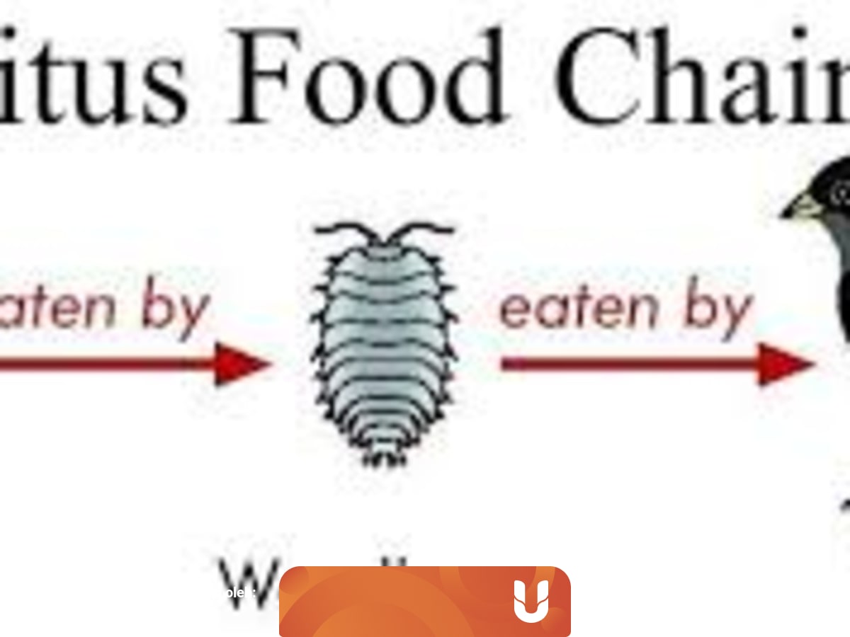 Rantai Makanan Detritus Dan 3 Jenis Rantai Makanan Lainnya Sudah Tahu Kumparan Com