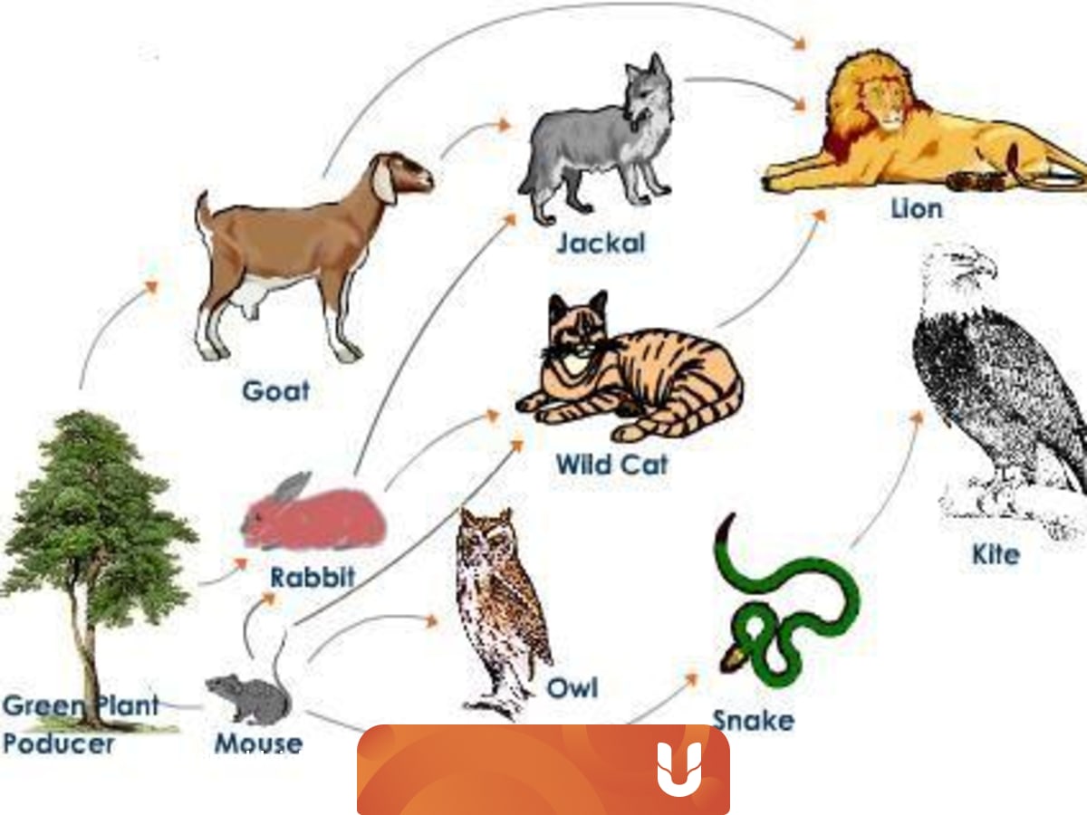 Rantai Makanan Di Hutan Penjelasan Dan Contohnya Kumparan Com