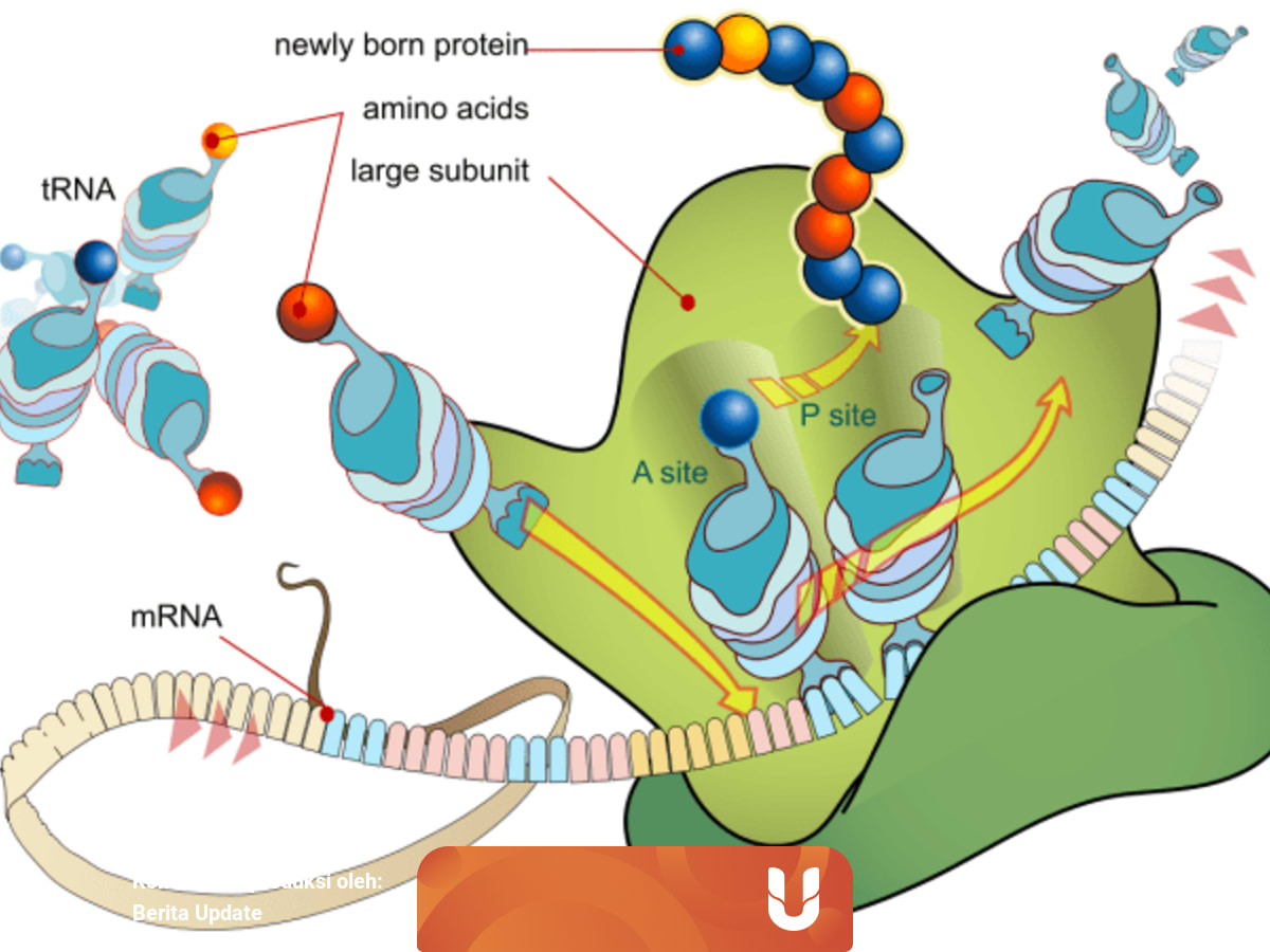 Apa Itu Protein Fungsional - Evolusi Terarah Dari Reseptor ...