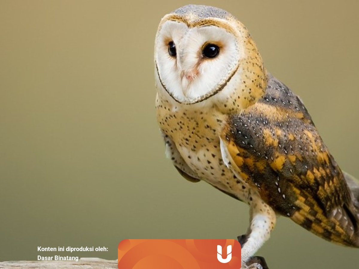 Mitologi Burung Hantu Melekat Pada Beberapa Bangsa Kuno Kumparan Com