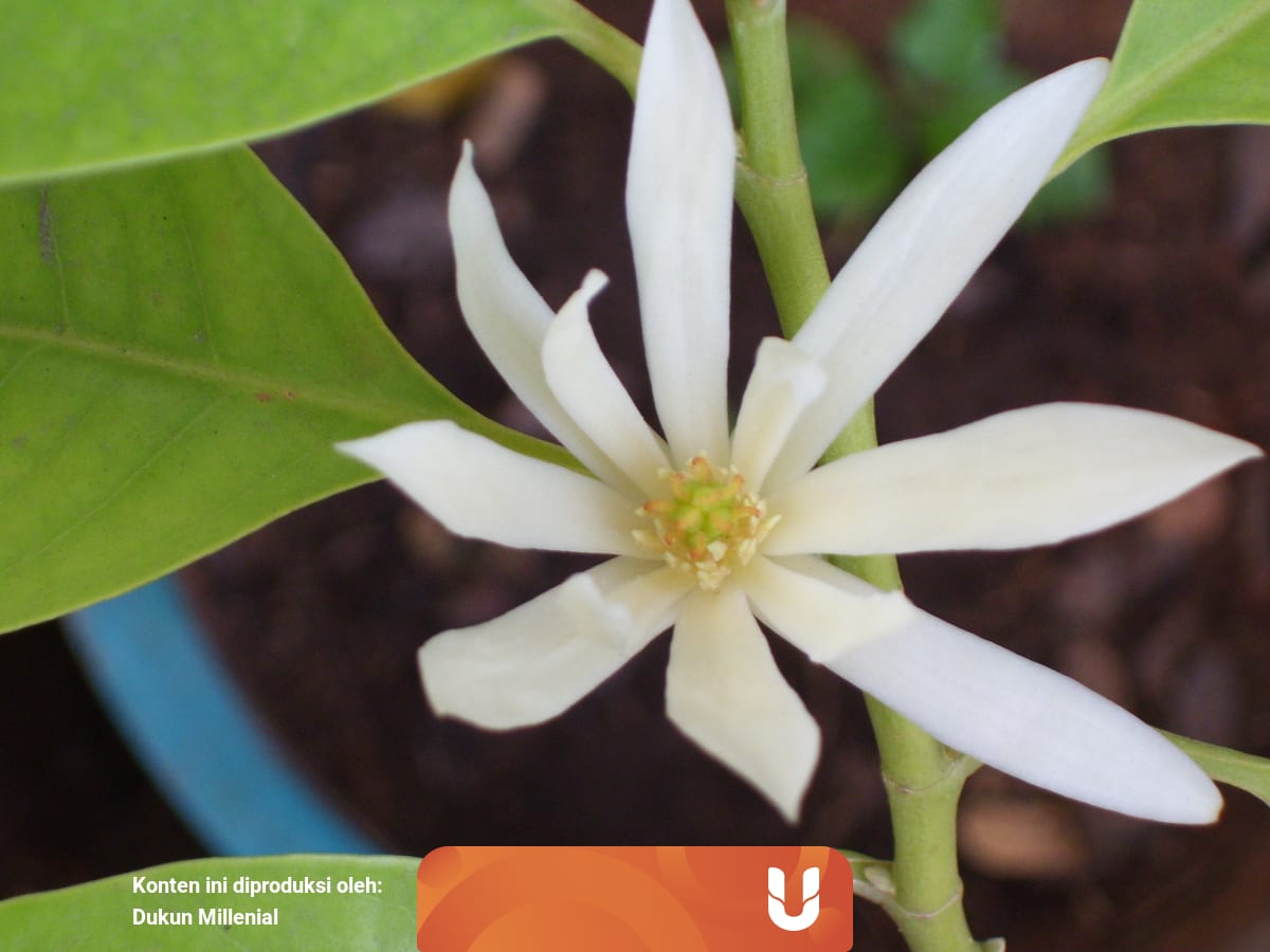 4 Mitos Horor Soal Kembang Kantil Kumparan Com