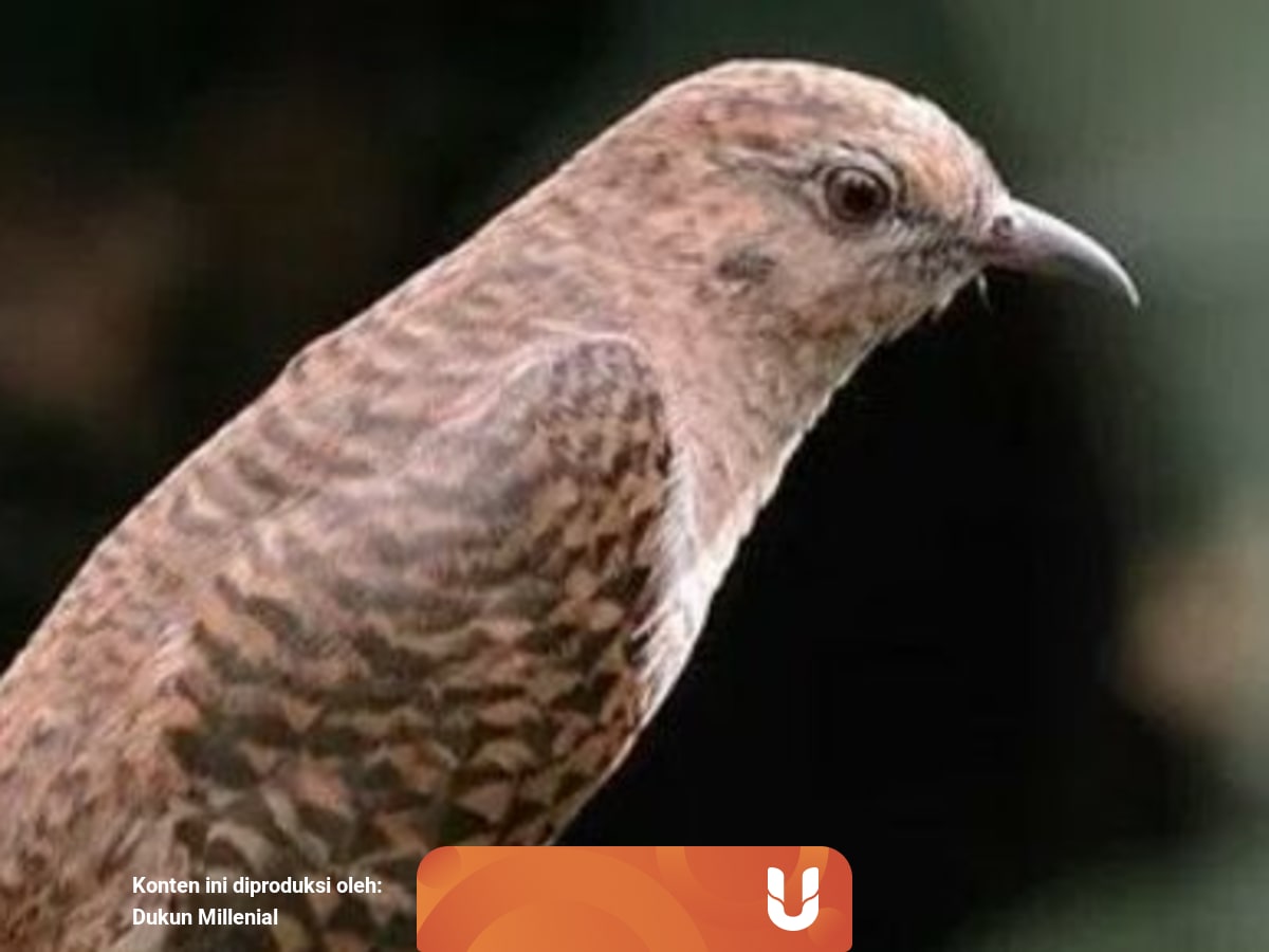 Nyanyian Burung Kedasih Pertanda Kematian Benarkah Kumparan Com