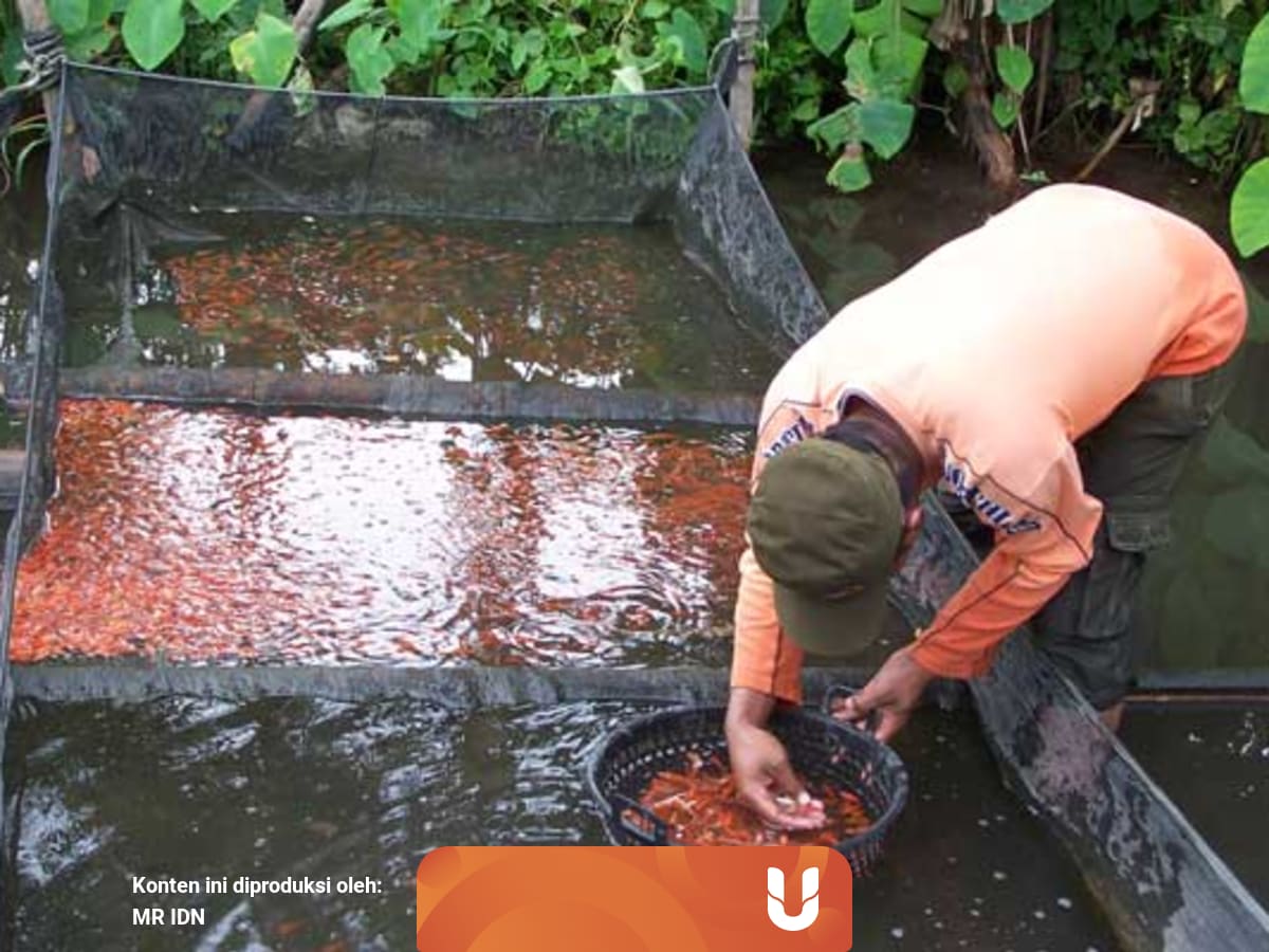 Cara Melakukan Budidaya Ikan Di Lahan Sempit Kumparan Com