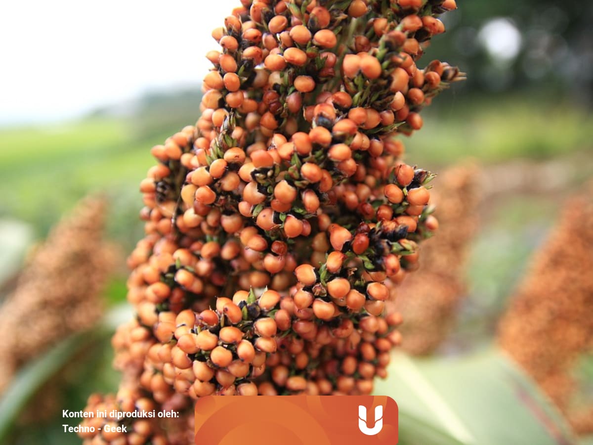 Mengintip Keunggulan Budidaya Sorgum Sebagai Pengganti Padi Kumparan Com