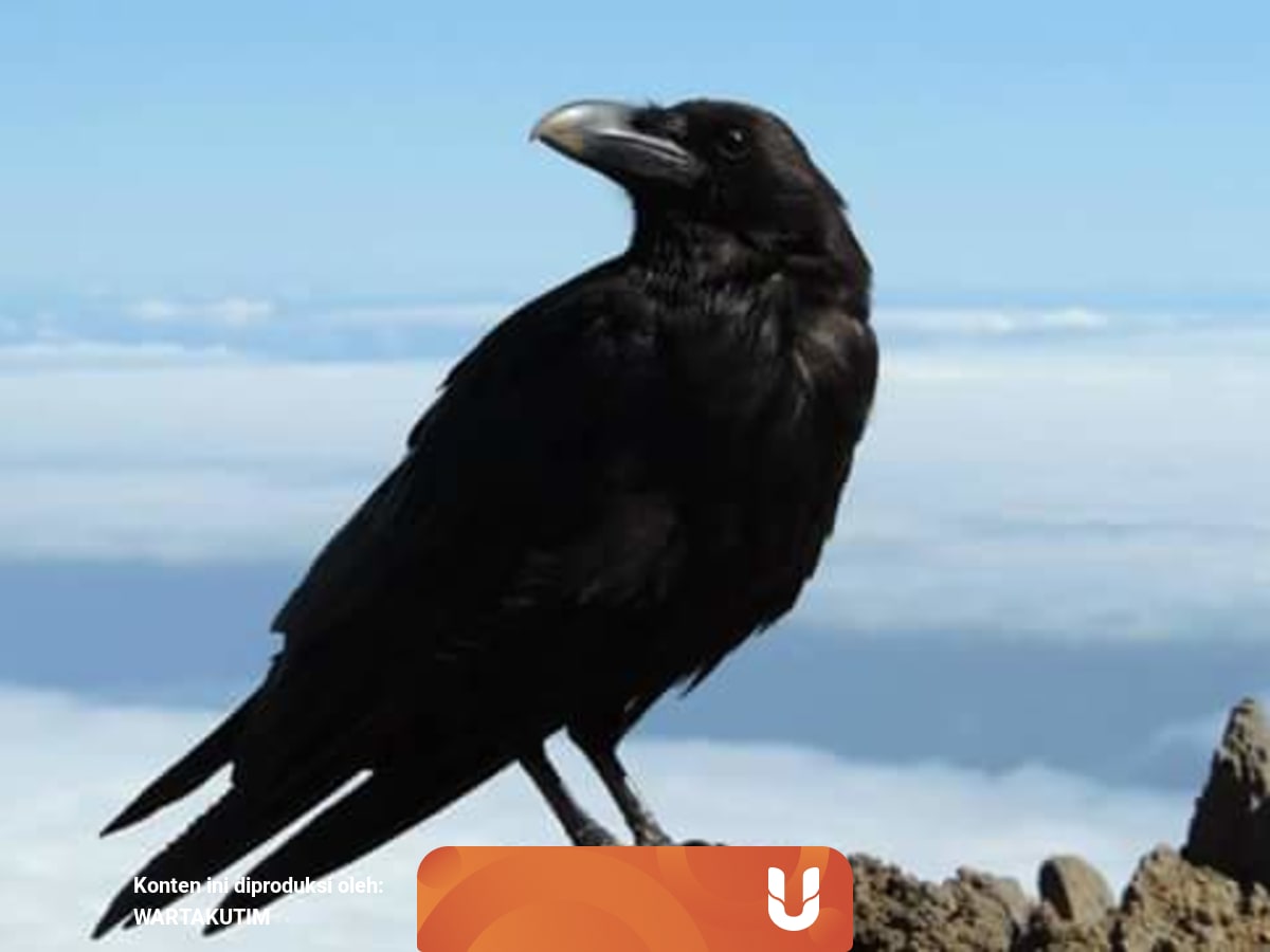 Burung Gagak Unggas Tercerdas Sudah Di Sebutkan Dalam Al Quraan Kumparan Com