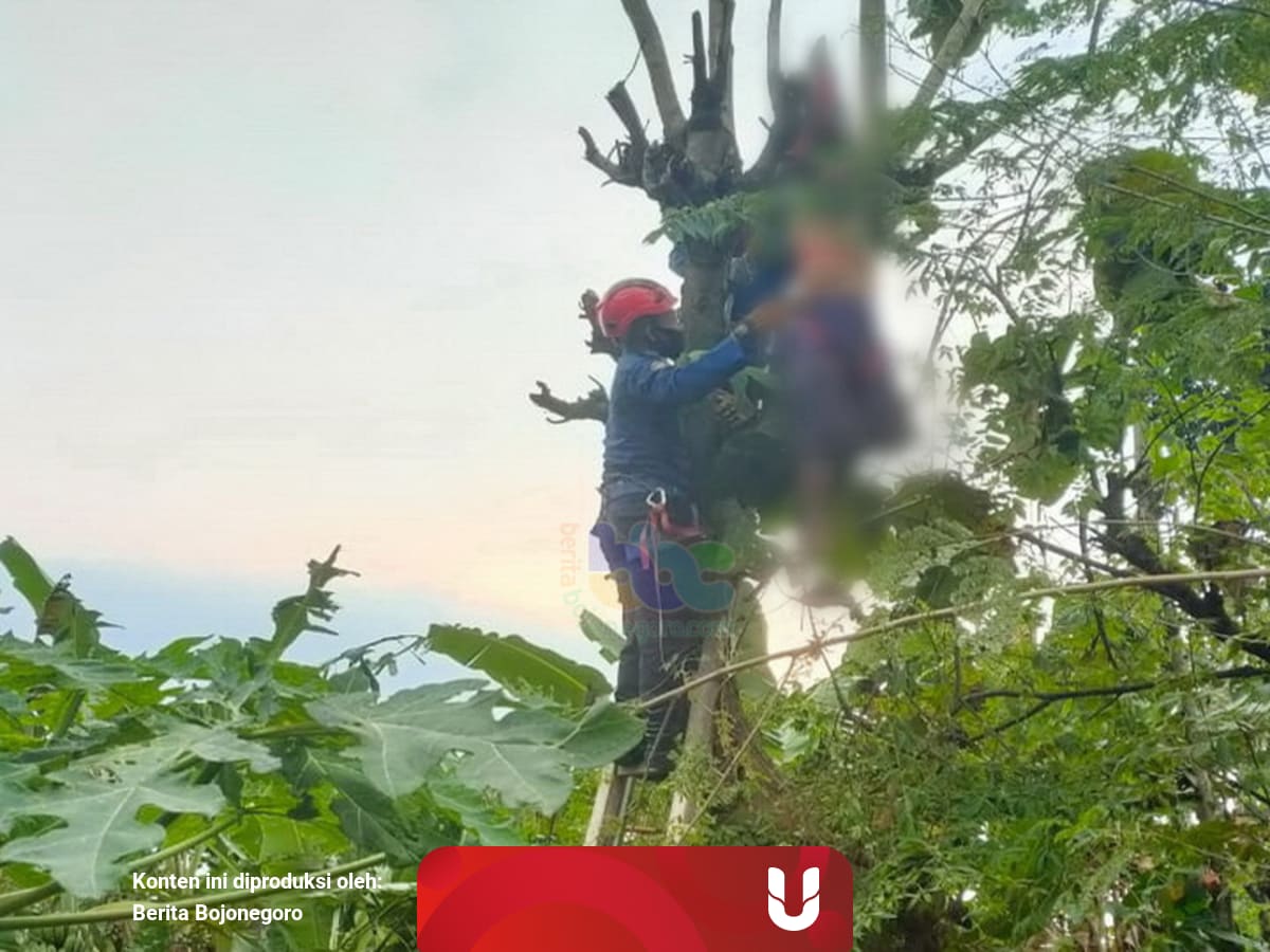Tersengat Listrik Warga Bojonegoro Tewas Di Atas Pohon Jati Kumparan Com