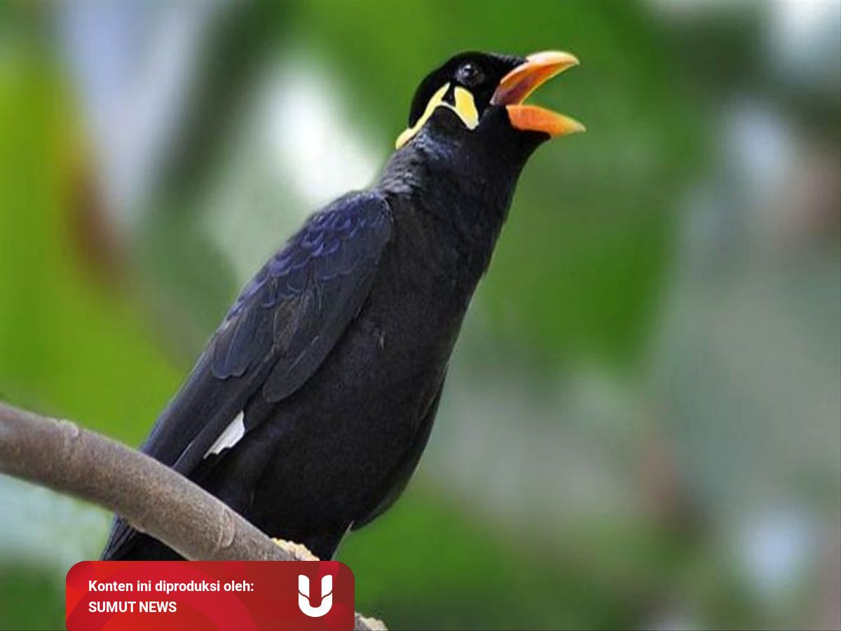 Polda Sumut Sita 6 Ekor Burung Beo Mentawai Kumparan Com