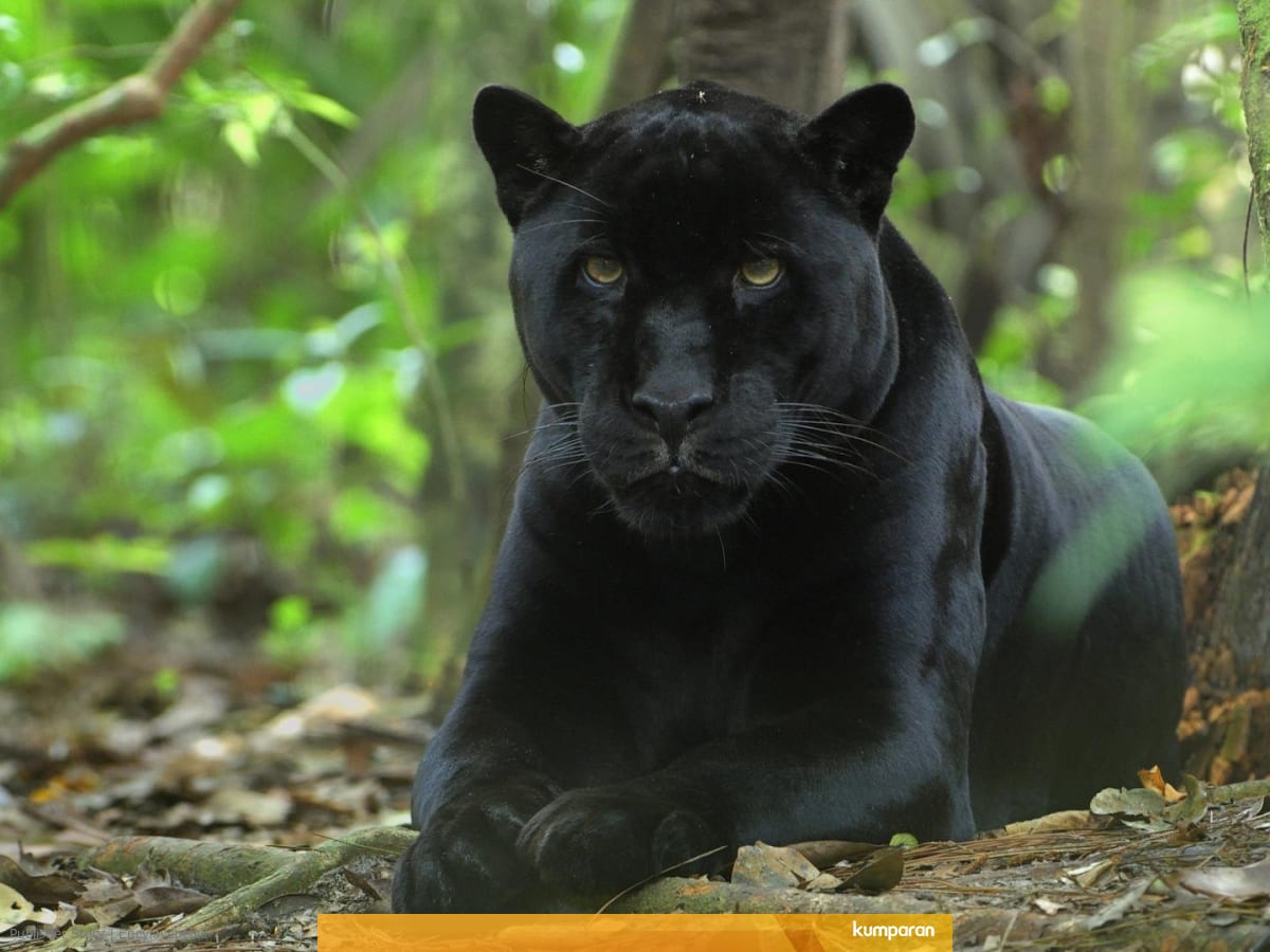 10 Fakta Menarik Tentang Panther Kumparan Com