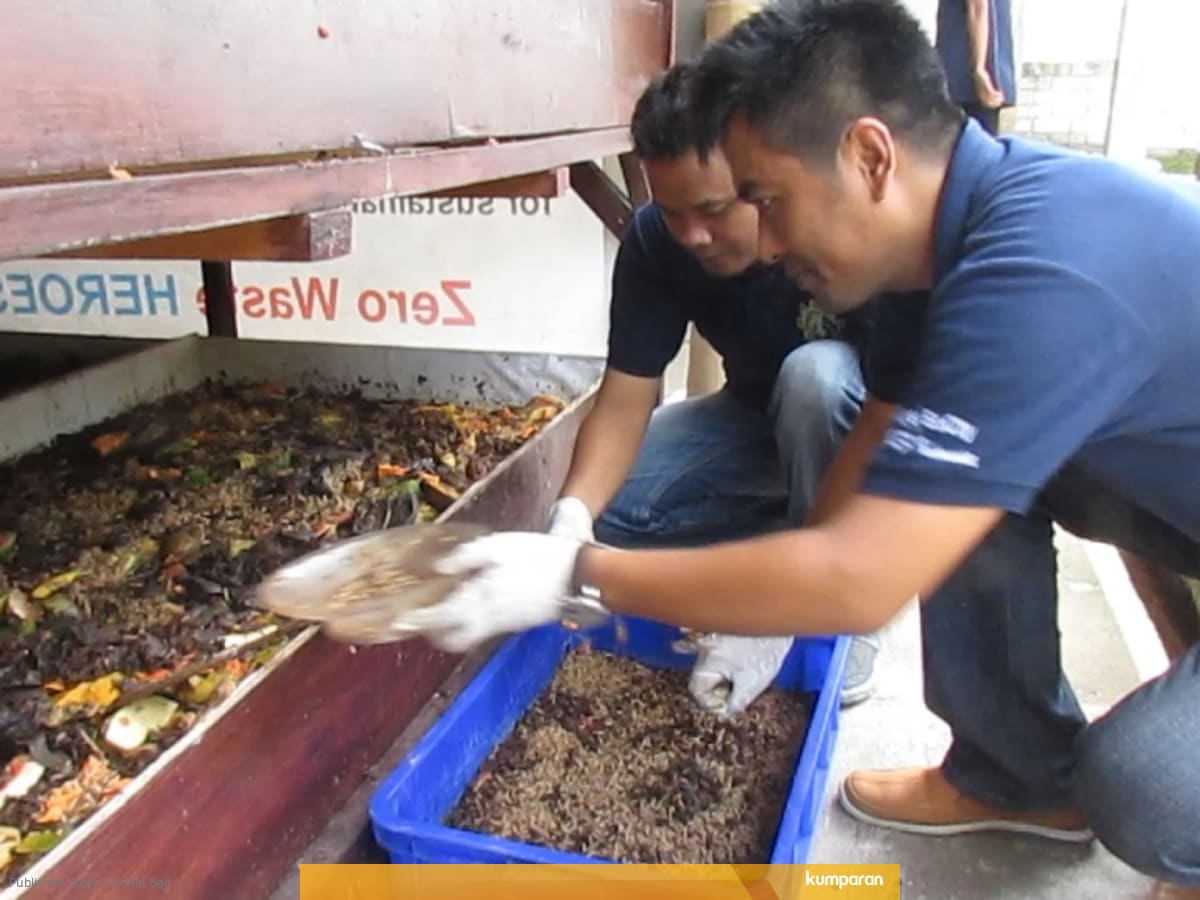 Menengok Budidaya Ulat Dengan Sampah Organik Di Tabanan Kumparan Com