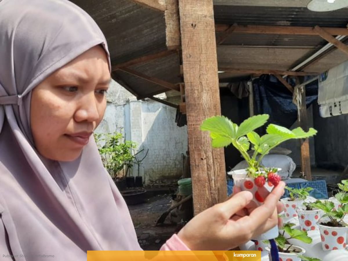 Video Cara Menanam Stroberi Hidroponik - cara merawat ...