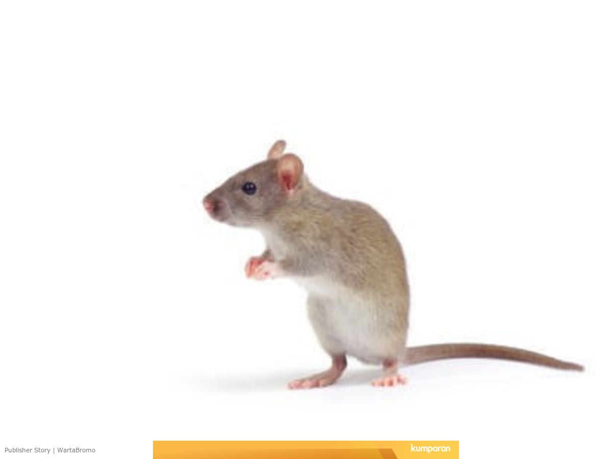Ini Gejala Penyakit Kencing Tikus Yang Patut Diwaspadai Kumparan Com