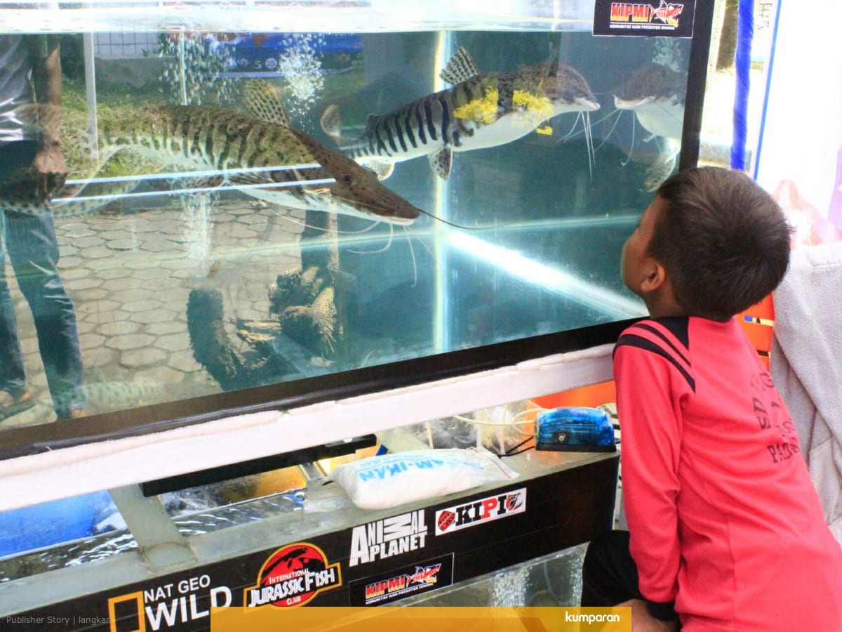 7 Negara Ikuti Kontes Ikan Cupang Di Padang Kumparan Com