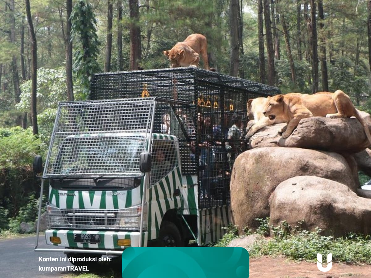 Rekomendasi 4 Kebun Binatang Di Jawa Timur Salah Satunya Terbaik Di Asia Kumparan Com