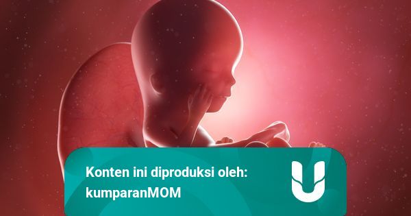 plasenta bayi manusia dalam wadah medis