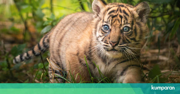 Foto Anak Harimau Sumatera Lahir di Kebun Binatang 
