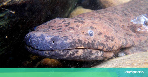Salamander Ini Hewan  Amfibi  Terbesar di Dunia Panjangnya 