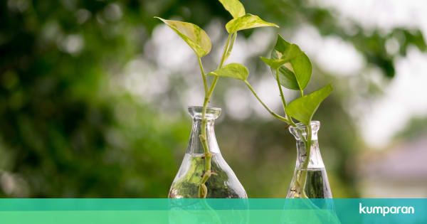 Tak Perlu Tanah, 5 Tanaman Hias Ini Bisa Hidup Subur di ...
