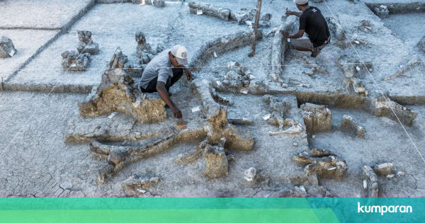 Unduh 5700 Koleksi Gambar Gajah Purba Stegodon Paling Baru 