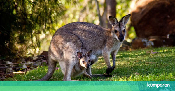 Halal Atau Haram Memakan Daging Kanguru Kumparan Com