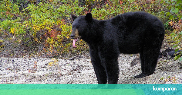 Dikenal Buas Beruang Hitam Ini Malah Mau Diajak Selfie Oleh Turis Kumparan Com