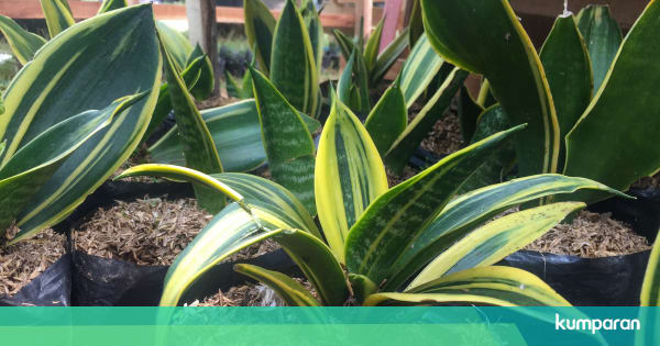 Bisa Menyerap Polusi Udara Tanaman Lidah Mertua Diburu Bisa Menyerap Polusi Udara Tanaman Lidah Mertua Diburu