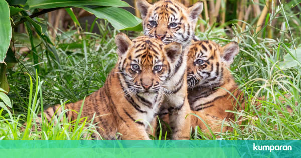 Foto 3 Bayi Harimau Sumatera Lahir di Kebun Binatang Foto 3 Bayi Harimau Sumatera Lahir di Kebun Binatang