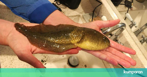 Peneliti Temukan Kecebong 'Raksasa', Ukurannya Sebesar 