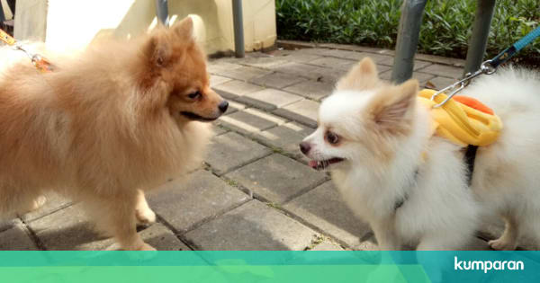Dilema Pedagang Hewan Peliharaan Di Taman Lawang Kumparan Com