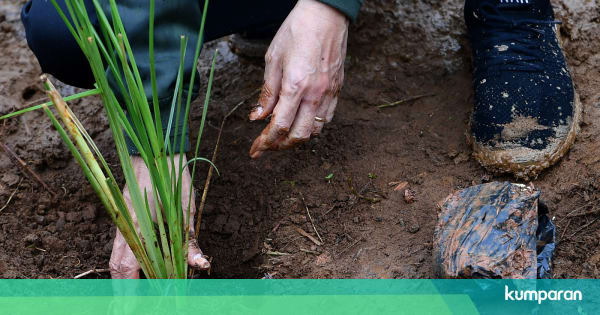 5 jenis tumbuhan langka yang berasal dari jawa barat Mengenal Vetiver atau Akar Wangi Tanaman untuk Kurangi 
