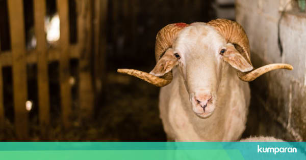 Umur Berapa Anak Boleh Makan Daging Kambing? - kumparan.com
