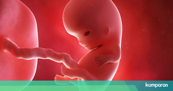 Tahap Perkembangan Janin di Usia Kehamilan 1-15 Minggu - kumparan.com