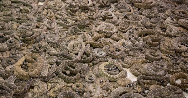 Puluhan iUlari Kawin Picu Penutupan iTamani idii Florida 