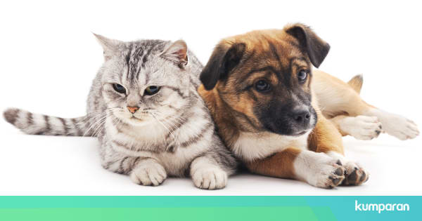 Maksud Peribahasa Seperti Anjing Dengan Kucing Kini Sudah Berubah Lifestyle Rojak Daily