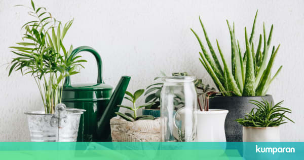 Tak Butuh Banyak Cahaya, Ini 6 Tanaman yang Cocok Disimpan ...