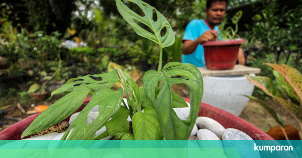 Viral Janda Bolong Diburu Warga, 4 Tanaman Ini Harganya ...