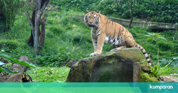 Harimau Jawa Disebut Bangkit Kembali dari Kepunahan, Ini Kata LIPI - kumparan.com
