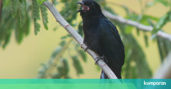 Mengenal Sirit Uncuing, Burung Mungil yang Kerap Disebut  