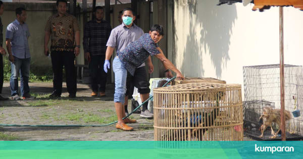 940+ Gambar Burung Cendrawasih Dan Asalnya HD Terbaik