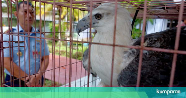 Selamatkan Elang Laut Dada Putih - kumparan.com