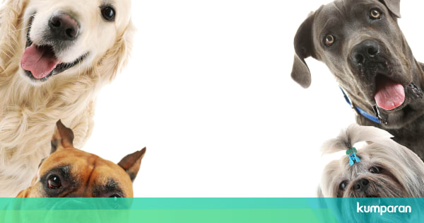 5 Jenis Anjing Yang Cocok Dijadikan Teman Untuk Kamu Si Sibuk Kumparan Com