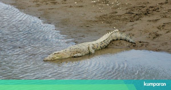Teror Serangan Buaya Laut Hantui Timor Leste kumparan com