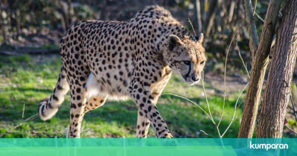Kunci Kecepatan Berlari Cheetah Telinga Kumparan Com