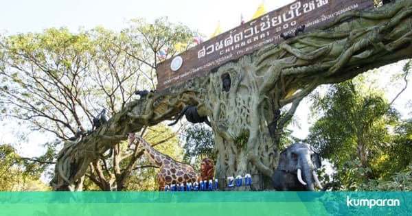  Gajah  yang Pernah Main Film  di Thailand  Bunuh Pemiliknya 