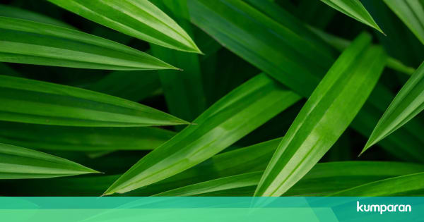 Diprediksi Jadi Tren Daun Pandan Siap Geser Kepopuleran
