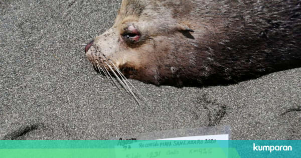 Foto 137 Singa Laut  di  Pantai Kawasan Meksiko yang  Mati 