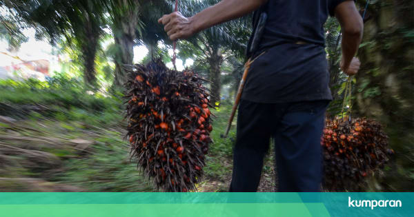 Dinilai Kampanye Hitam Bpom Kaji Sanksi Denda Ke Produk Berlabel Palm Oil Free Kumparan Com