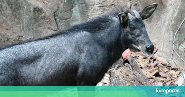 Kambing Hutan Sumatera Langka  Terekam Kamera di Gunung  