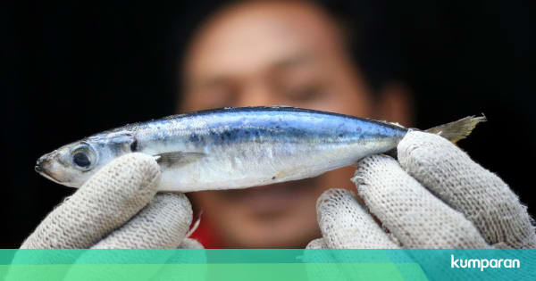 Mengenal Alat Tangkap dan Jenis Ikan yang Dihasilkan 