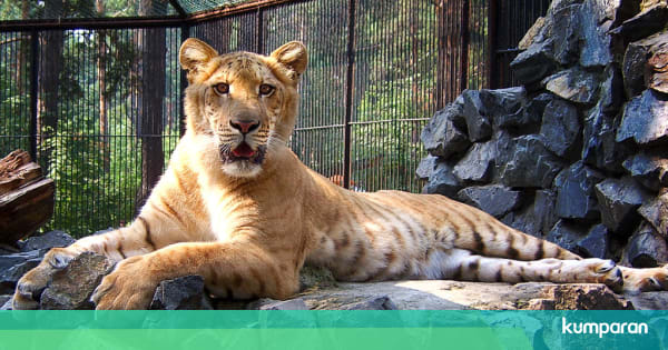 Mengenal Liger, Kucing Besar Hasil Kawin Silang Singa dan